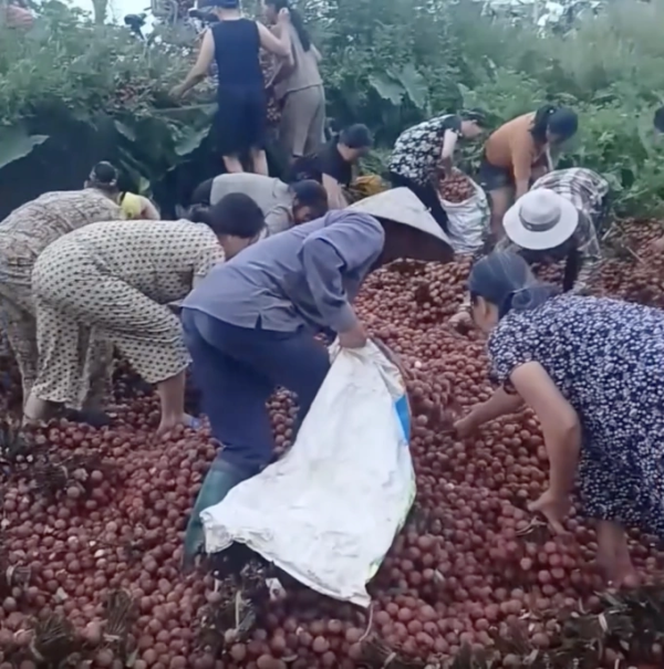 Xe tải Hà Nội lật, người qua đường cướp 4 tấn vải thiều